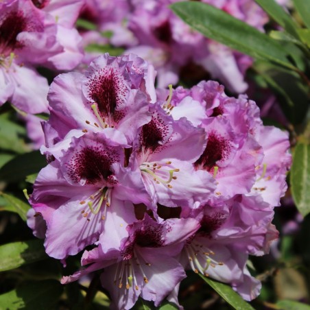 Rhododendron hybride Blue Peter - Rhododendron Blue Peter