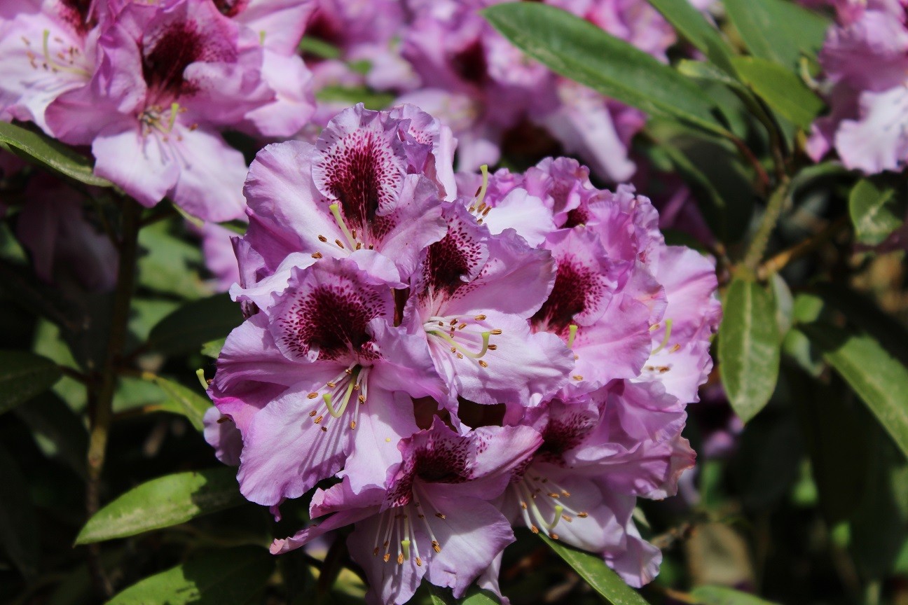 Rhododendron Blue Peter
