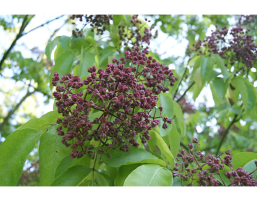 Honey Tree - Tetradium Daniellii