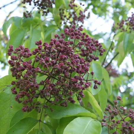 Honey Tree - Tetradium Daniellii