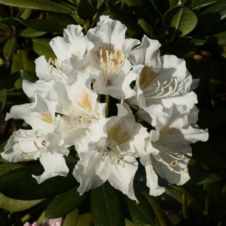 Rhodo Cunningham's White-Rhododendron hybride Cunningham's White