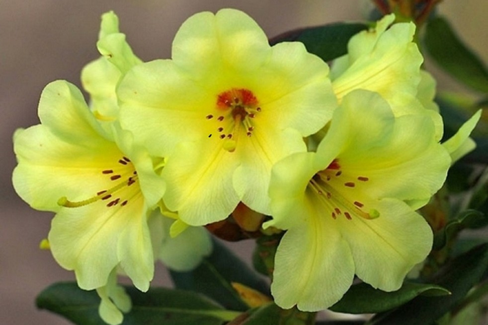 Rhododendron Gedser Gold