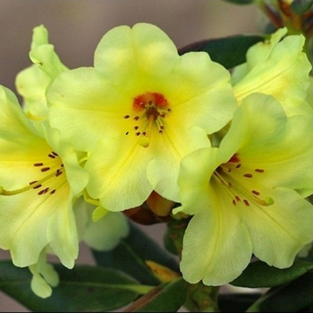 Rhododendron Gedser Gold