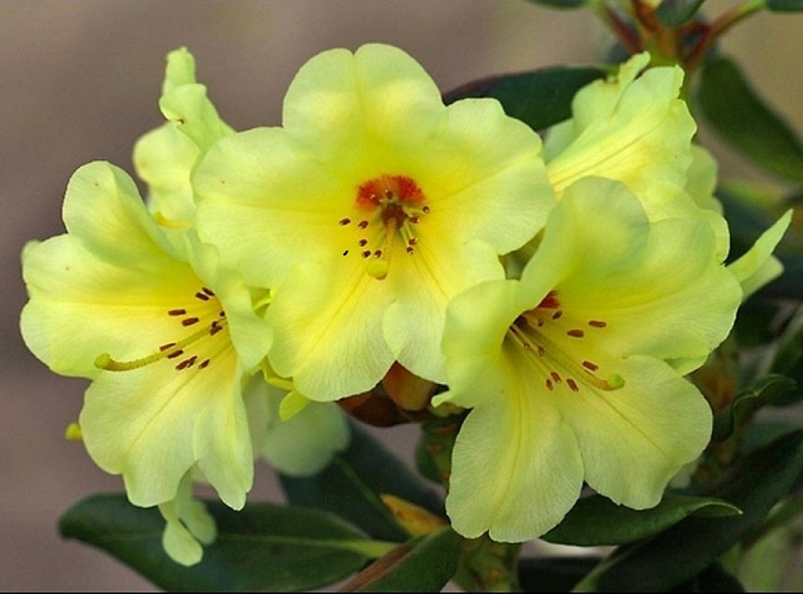 Rhododendron Gedser Gold