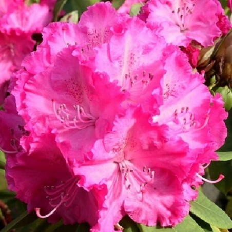 Rhododendron Germania - Rhododendron hybride Germania