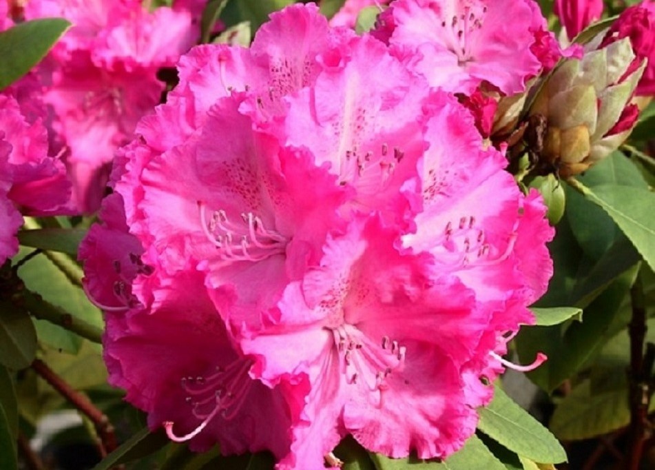 Rhododendron Germania