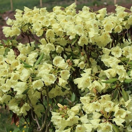 Rhododendron Goldkrone - Rhododendron hybride Goldkrone