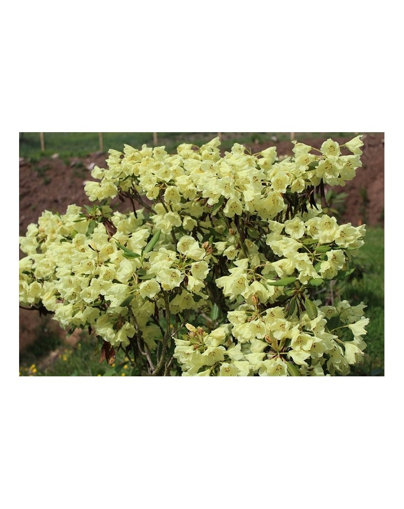 Rhododendron Goldkrone - Rhododendron hybride Goldkrone