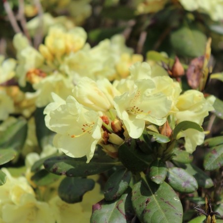 Rhododendron Goldkrone - Rhododendron hybride Goldkrone