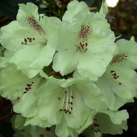 Rhododendron Goldkrone - Rhododendron hybride Goldkrone