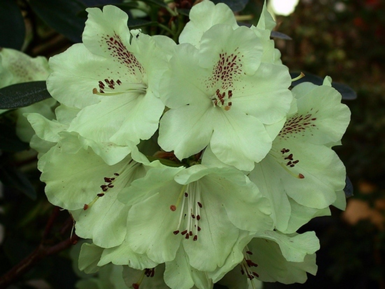 Rhododendron Goldkrone