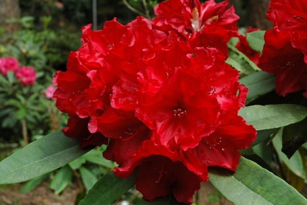 Rhododendron Leo
