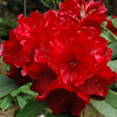 Rhododendron Leo - Rhododendron hybride Leo
