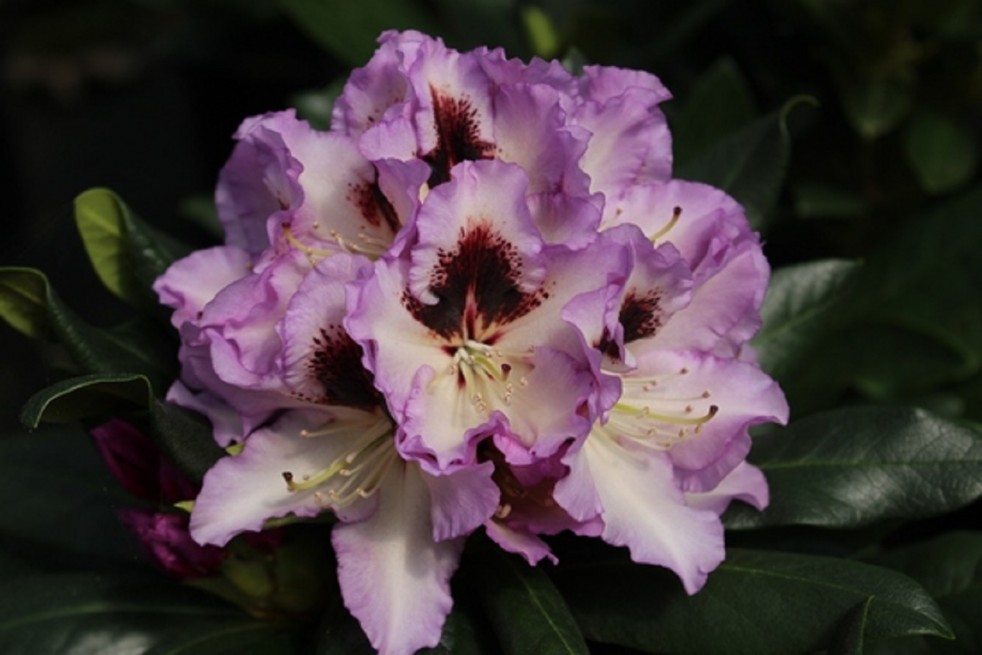 Rhododendron Pinguin