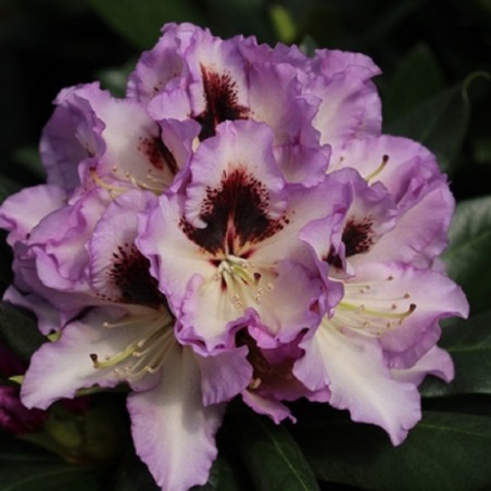 Rhododendron Pinguin - Rhododendron hybride Pinguin