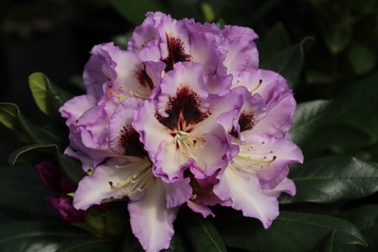 Rhododendron Pinguin