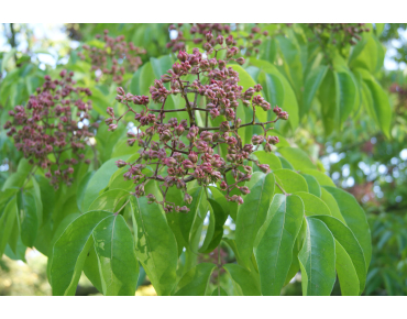 Honey Tree - Tetradium Daniellii