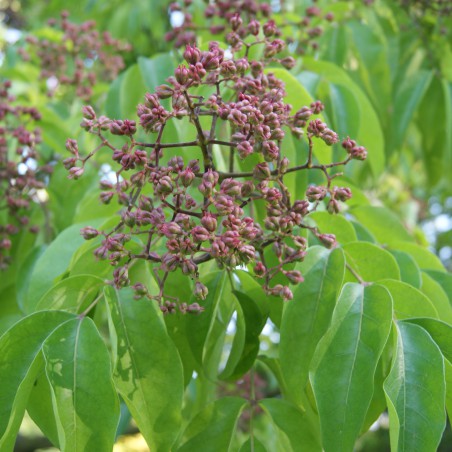 Bienenbaum - Tetradium Daniellii