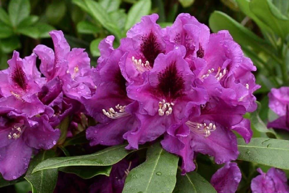 Rhododendron Rasputin