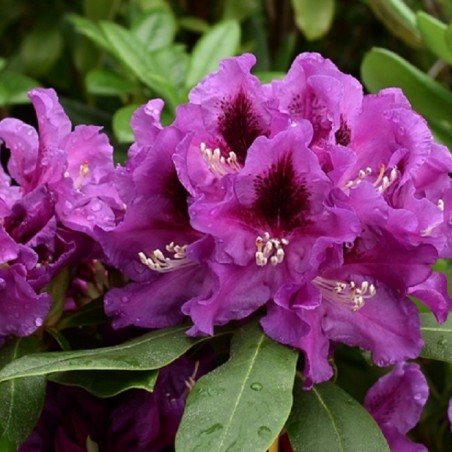 Rhododendron Rasputin - Rhododendron hybride Rasputin