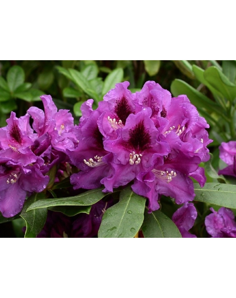 Rhododendron Rasputin - Rhododendron hybride Rasputin