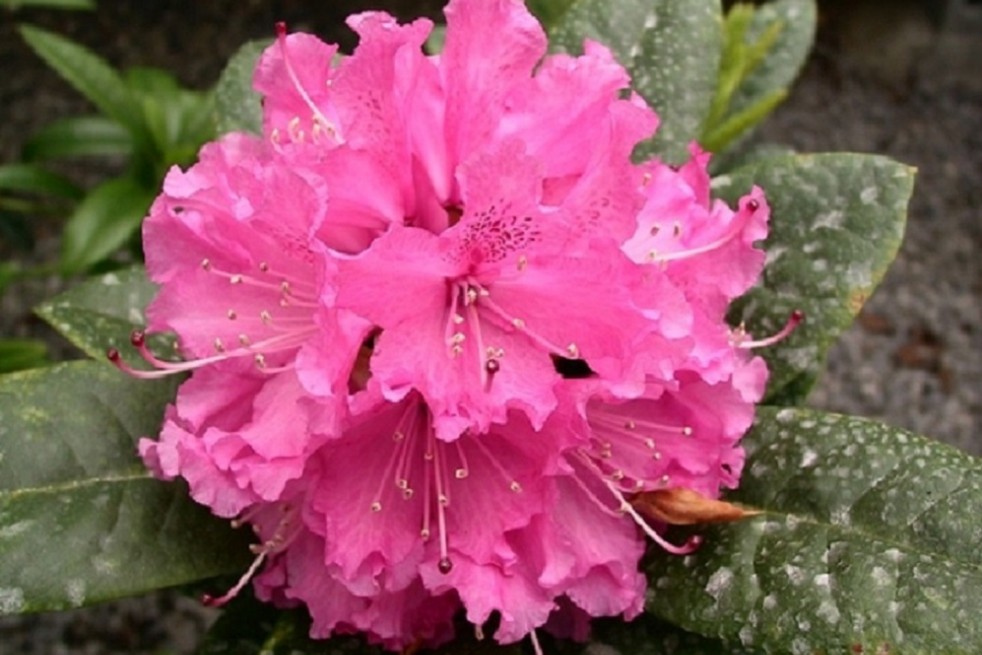 Rhododendron Rocket Rhododendron Rocket