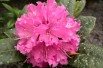 Rhododendron Rocket Rhododendron Rocket