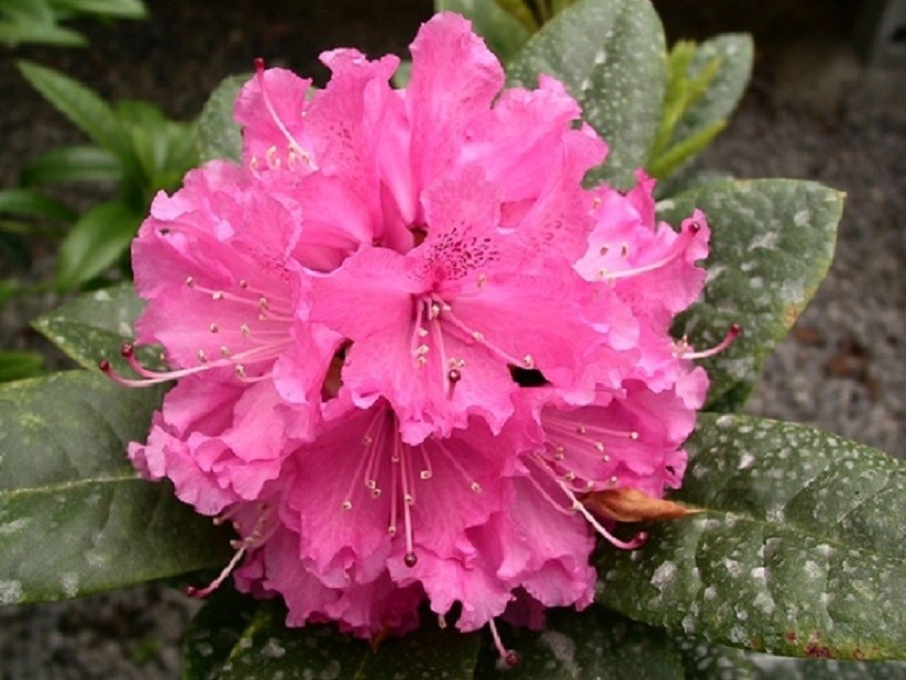 Rhododendron Rocket