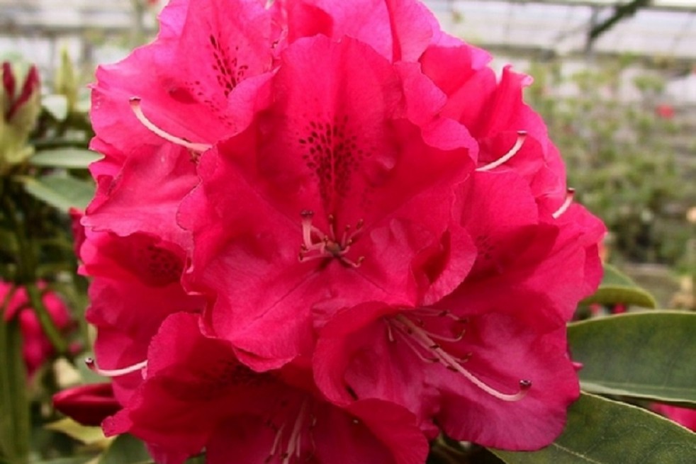 Rhododendron Wilgen's Ruby Rhododendron Wilgen's Ruby