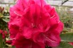 Rhododendron Wilgen's Ruby