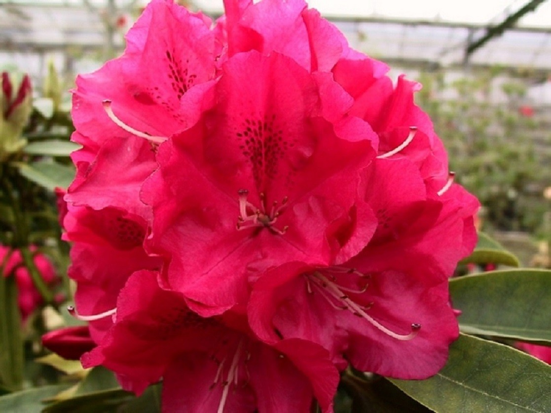 Rhododendron Wilgen's Ruby