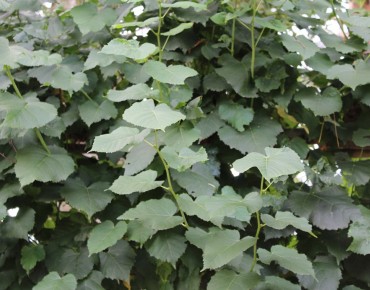 Tilia tomentosa - Jardins du Monde.be