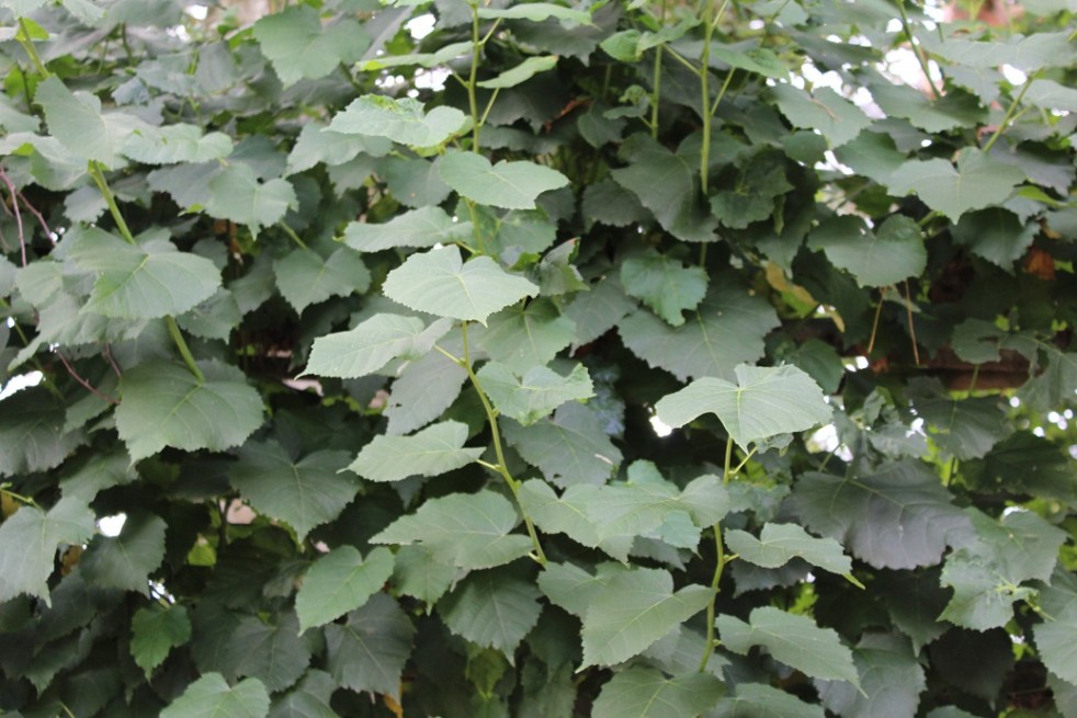 Tilia tomentosa - Jardins du Monde.be