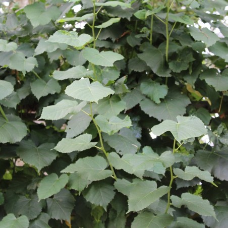 Tilia tomentosa - Jardins du Monde.be