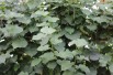 Tilia tomentosa - Jardins du Monde.be