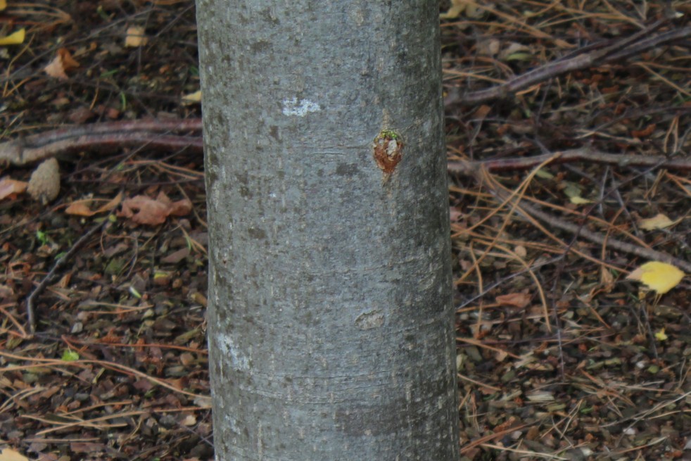 Tilia tomentosa - Jardins du Monde.be Tilia tomentosa - Jardins du Monde.be