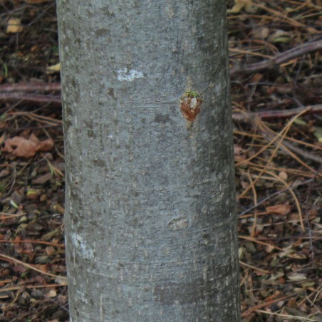 Tilia tomentosa - Jardins du Monde.be