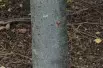 Tilia tomentosa - Jardins du Monde.be