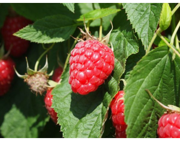 Primocane raspberry  Polka - Rubus idaeus Polka