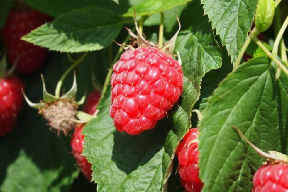 Primocane raspberry Polka - Rubus idaeus Polka