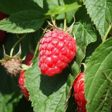 Framboisier remontant Polka - Framboisier d'automne - Rubus idaeus