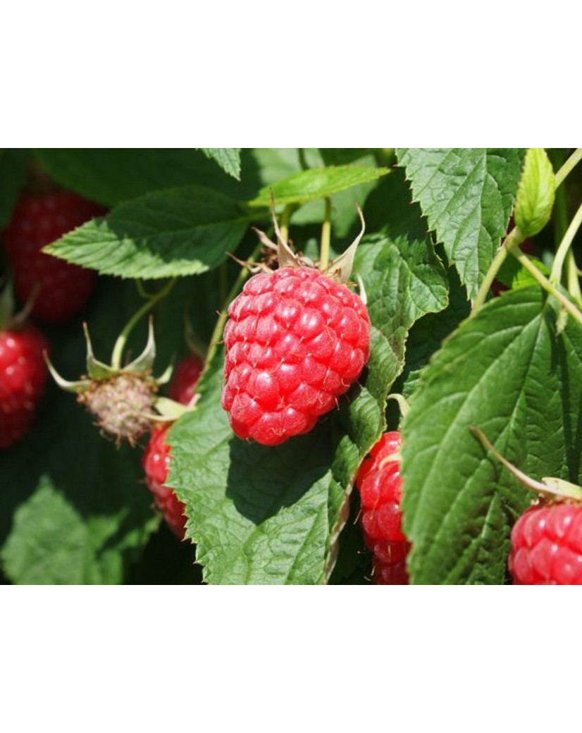 Apistar® apple tree - Malus domestica Apistar®