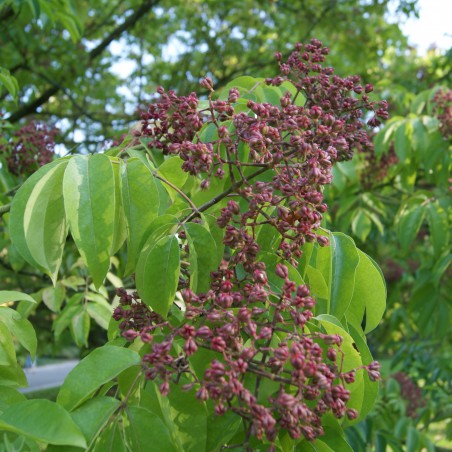 Arbre à miel (en pot de 10 litres) - Tetradium Daniellii