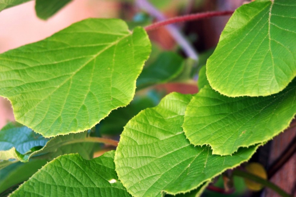 Actinidia deliciosa Hayward