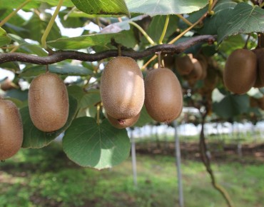 Actinidia deliciosa Hayward