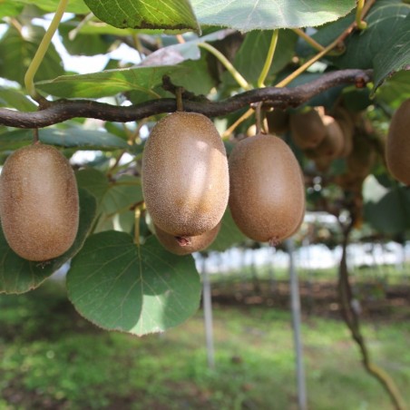 Actinidia deliciosa Hayward