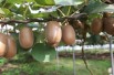 Actinidia deliciosa Hayward
