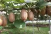 Actinidia deliciosa Hayward