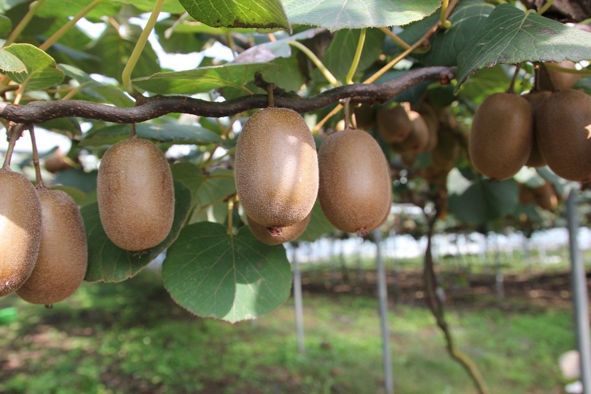 Kiwi femelle Hayward