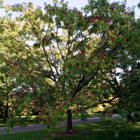 Arbre à miel (en pot de 10 litres) - Tetradium Daniellii